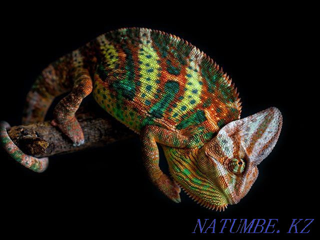 Yemeni chameleon. (Chamaeleo calyptratus lat.) Almaty - photo 3