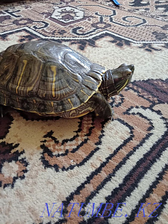 Red-eared turtles Semey - photo 3