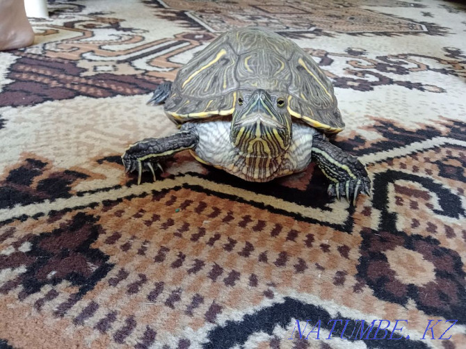 Red-eared turtles Semey - photo 2