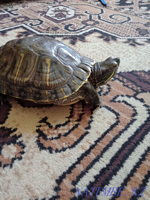 Red-eared turtles Semey - photo 3