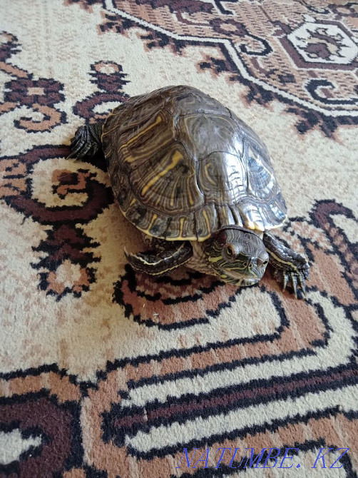 Red-eared turtles Semey - photo 1