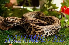 Eyelash gecko-banano-eating in the pet store "LIVOY WORLD" Almaty - photo 3