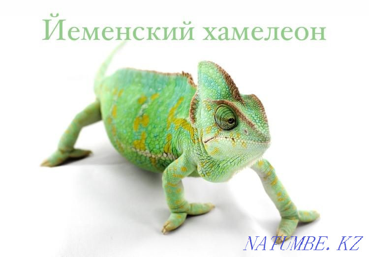 Eyelash gecko-banano-eating in the pet store "LIVOY WORLD" Almaty - photo 5