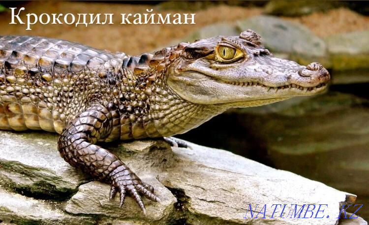 Eyelash gecko-banano-eating in the pet store "LIVOY WORLD" Almaty - photo 6