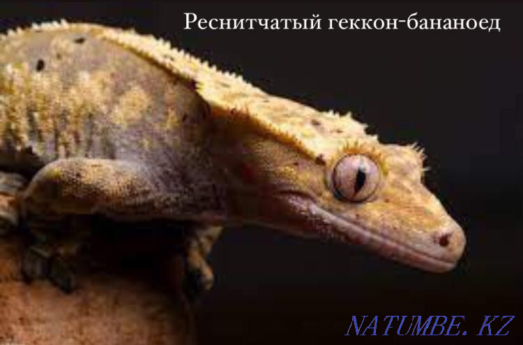 Eyelash gecko-banano-eating in the pet store "LIVOY WORLD" Almaty - photo 1