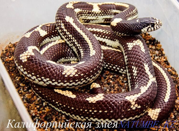 Eyelash gecko-banano-eating in the pet store "LIVOY WORLD" Almaty - photo 4