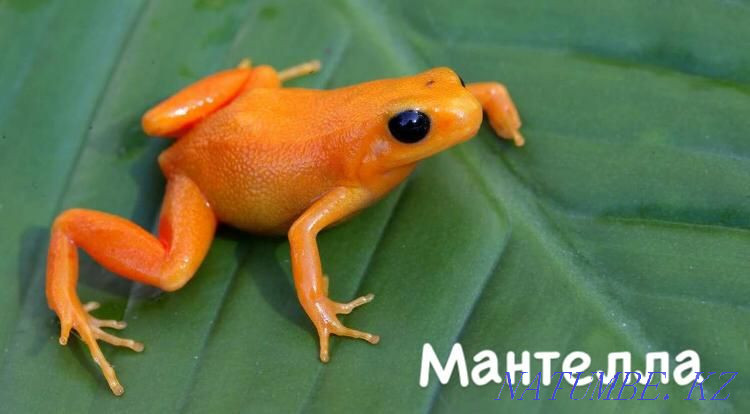 Eyelash gecko-banano-eating in the pet store "LIVOY WORLD" Almaty - photo 2