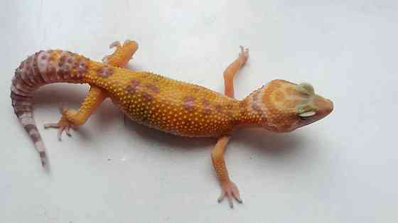 Эублефар Tangerine Tremper Albino poss. 66% het RAPTOR Almaty