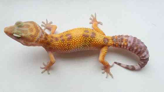 Эублефар Tangerine Tremper Albino poss. 66% het RAPTOR Almaty