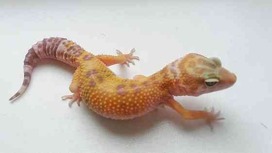 Эублефар Tangerine Tremper Albino poss. 66% het RAPTOR Almaty