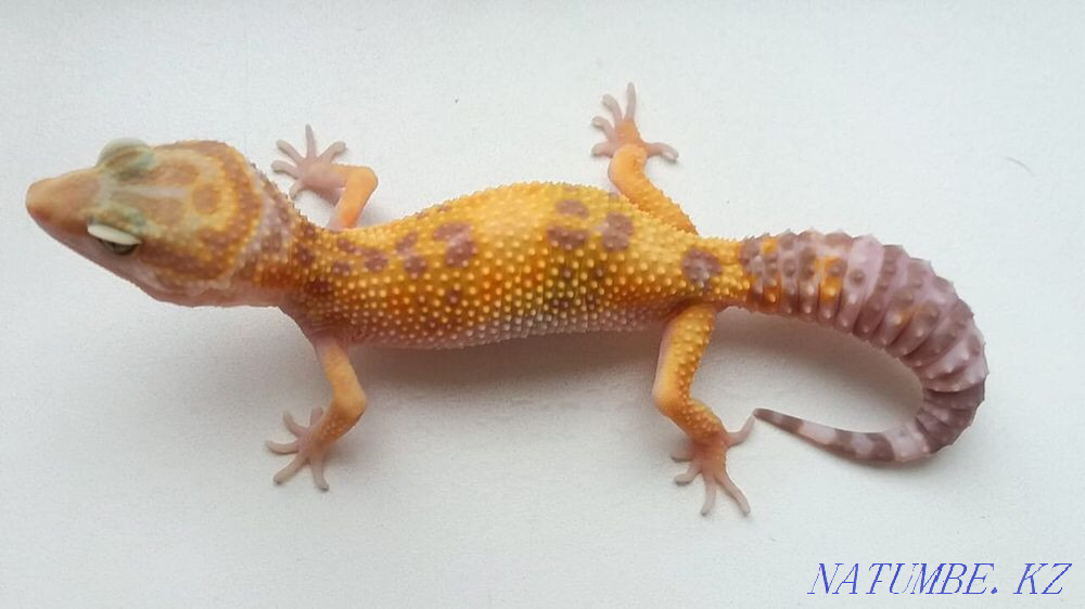 Эублефар Tangerine Tremper Albino poss. 66% het RAPTOR Алматы - изображение 1