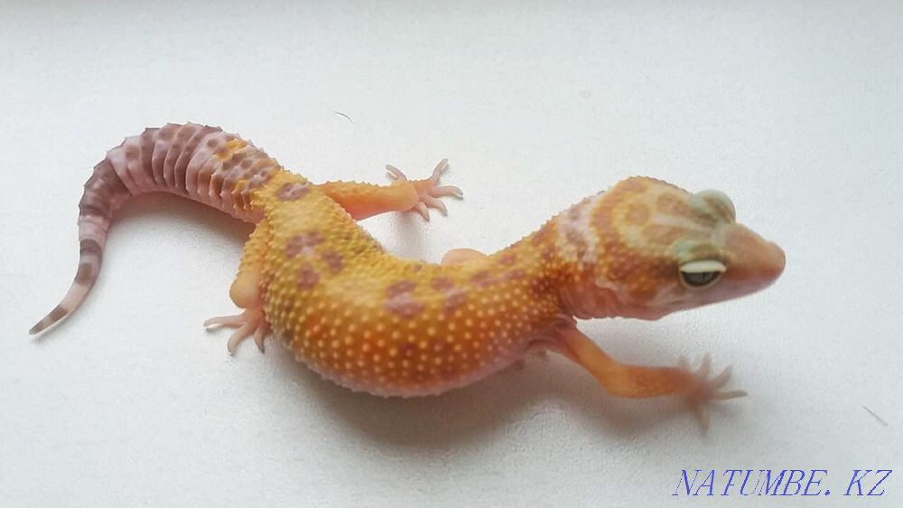 Эублефар Tangerine Tremper Albino poss. 66% het RAPTOR Алматы - изображение 2