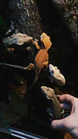 Реснитчатые гекконы бананоеды (Rhacodactylus ciliatus)  Алматы