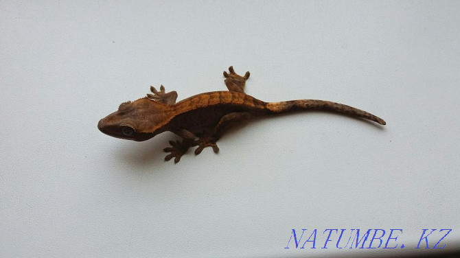 Ciliated Geckos (Rhacodactylus ciliatus) Almaty - photo 6