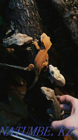 Кірпікшелі геккондар (Rhacodactylus ciliatus)  Алматы - изображение 4