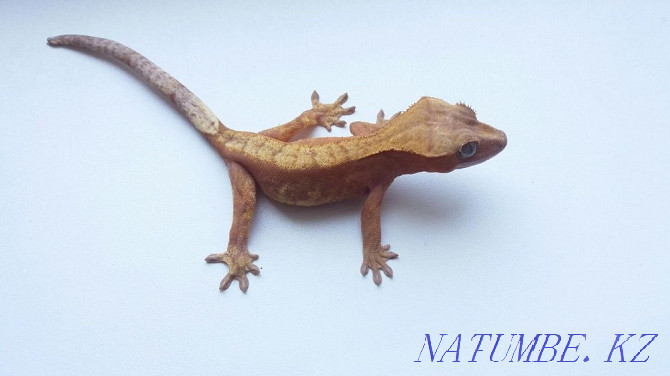 Реснитчатые гекконы бананоеды (Rhacodactylus ciliatus) Алматы - изображение 3