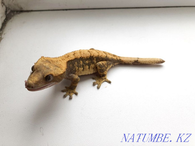 Кірпікшелі геккондар (Rhacodactylus ciliatus)  Алматы - изображение 2