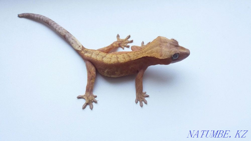 Реснитчатые гекконы бананоеды (Rhacodactylus ciliatus) Алматы - изображение 3