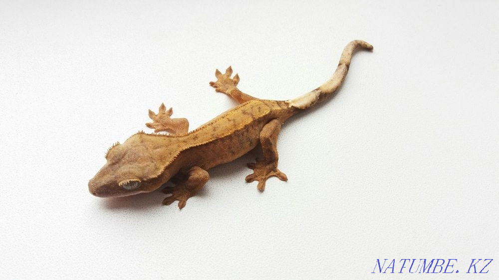 Реснитчатые гекконы бананоеды (Rhacodactylus ciliatus) Алматы - изображение 7
