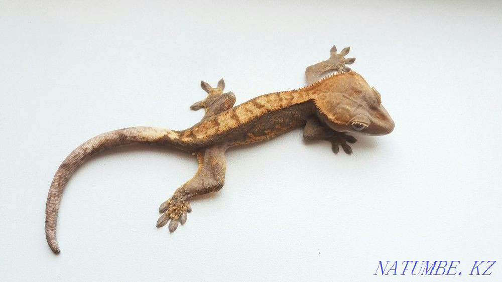 Реснитчатые гекконы бананоеды (Rhacodactylus ciliatus) Алматы - изображение 5