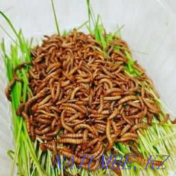 Flour worm (live food) in the pet store "LIVOY WORLD" Almaty - photo 3