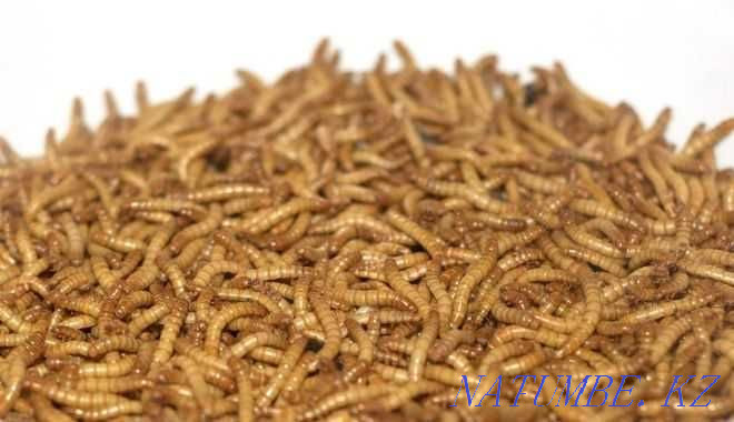 Flour worm (live food) in the pet store "LIVOY WORLD" Almaty - photo 2