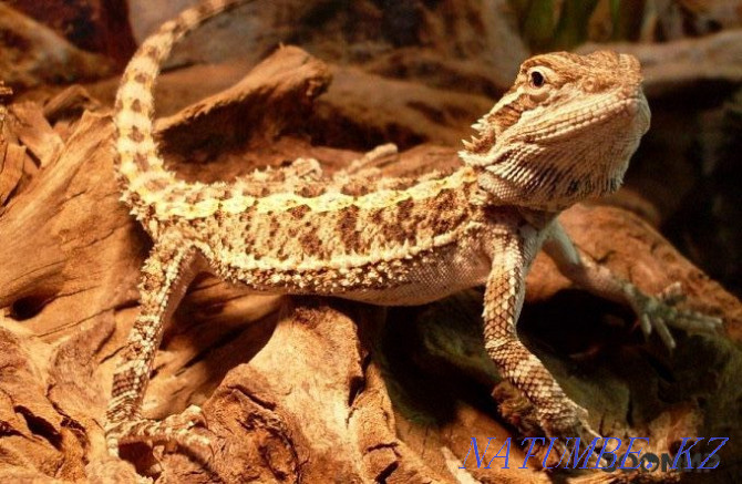 bearded dragon Shymkent - photo 3