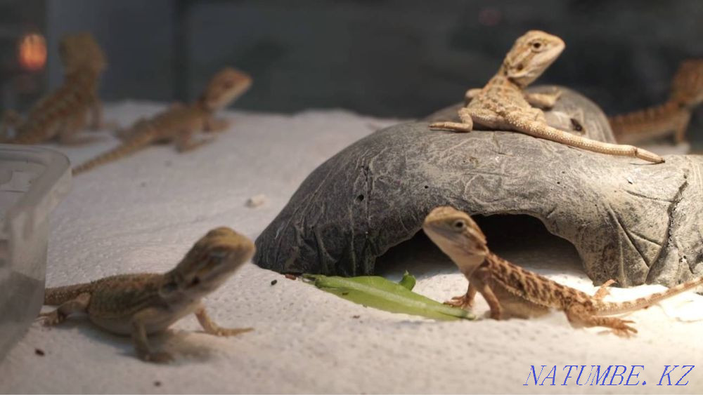 Бородатая агама Шымкент - изображение 2