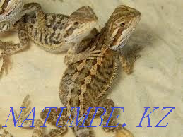 Бородатая агама Шымкент - изображение 1
