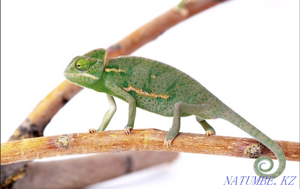 Yemeni chomelion girl Shymkent - photo 2