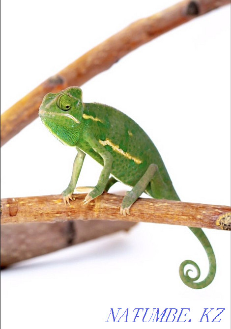 Yemeni chomelion girl Shymkent - photo 1