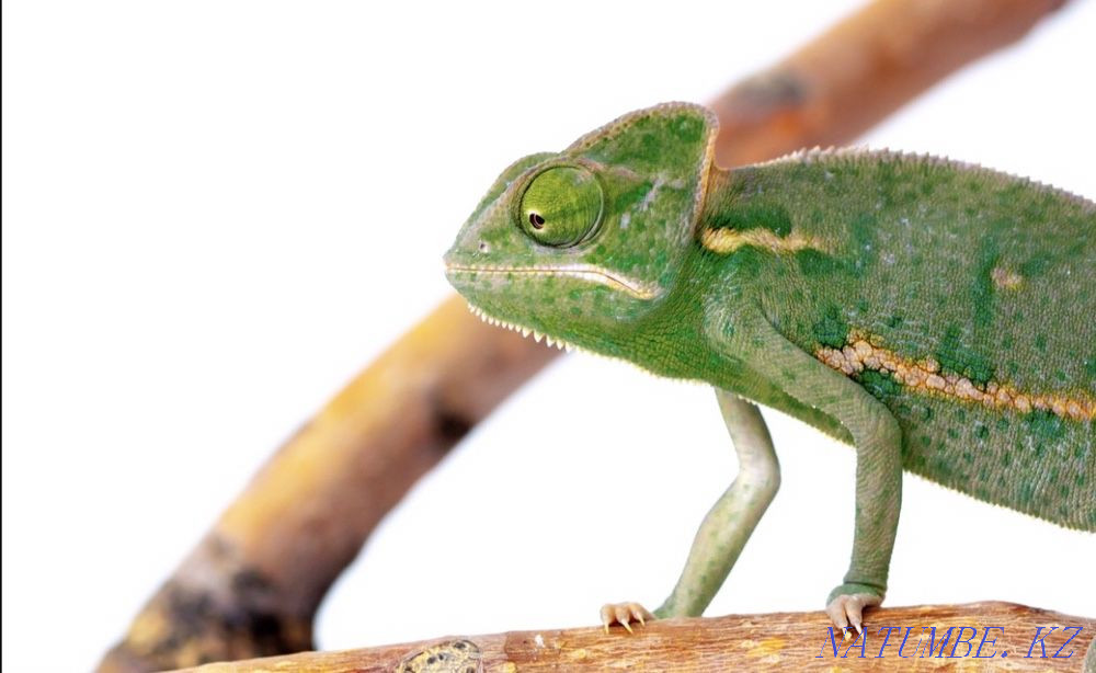 Yemeni chomelion girl Shymkent - photo 3