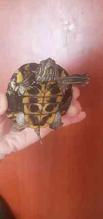 Срочно!Продам Красноухая водная черепаха мальчик. Oral