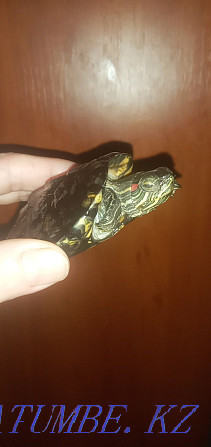 Urgently! I will sell the Red-eared water turtle the boy. Oral - photo 6