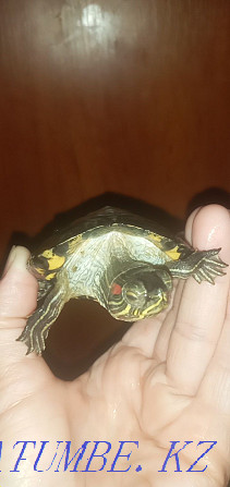 Urgently! I will sell the Red-eared water turtle the boy. Oral - photo 3