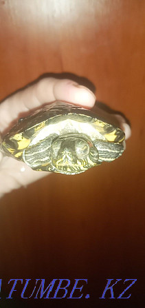 Urgently! I will sell the Red-eared water turtle the boy. Oral - photo 1