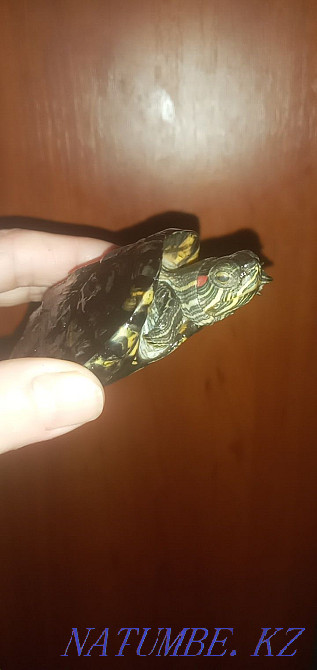 Срочно! Балаға Қызыл құлақ су тасбақасын сатамын.  Орал - изображение 6
