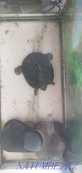 Срочно! Балаға Қызыл құлақ су тасбақасын сатамын.  Орал - изображение 5