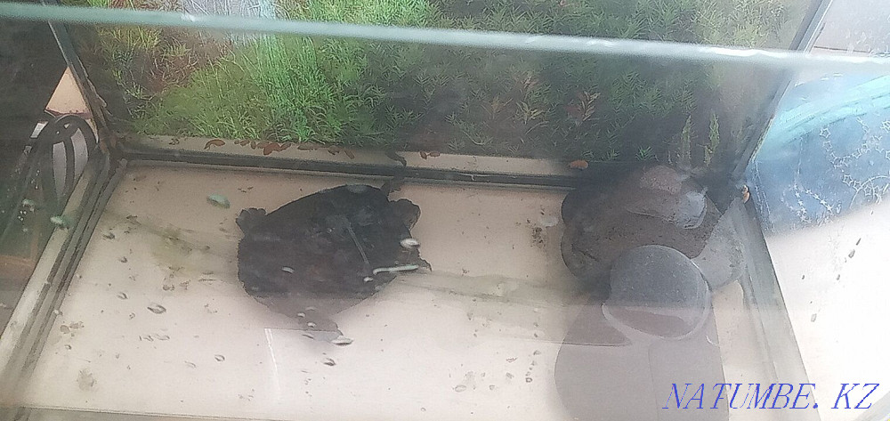 Срочно! Балаға Қызыл құлақ су тасбақасын сатамын.  Орал - изображение 4