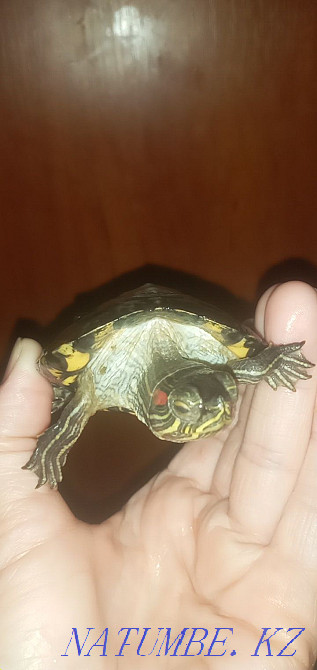 Срочно! Балаға Қызыл құлақ су тасбақасын сатамын.  Орал - изображение 3
