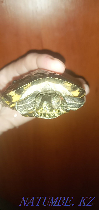 Срочно! Балаға Қызыл құлақ су тасбақасын сатамын.  Орал - изображение 1