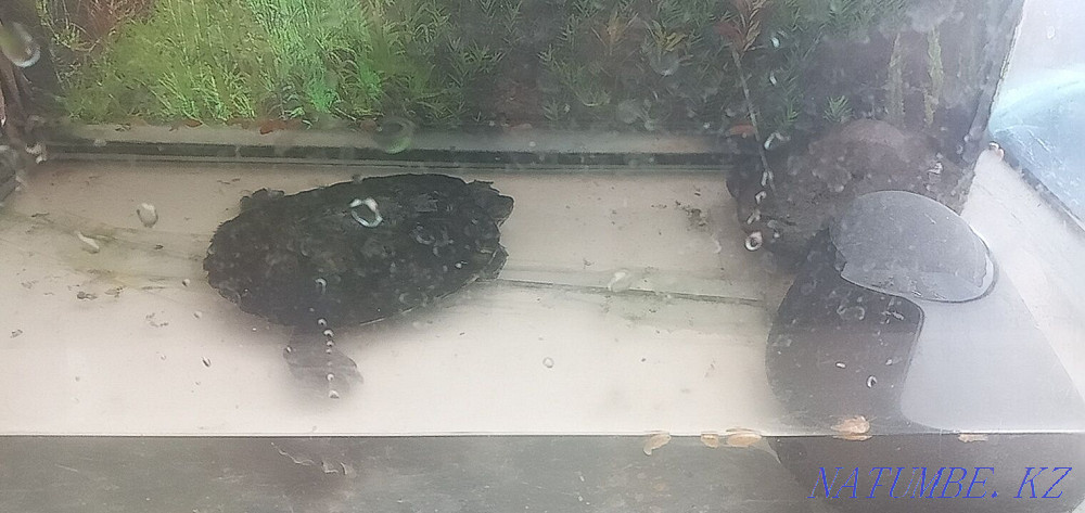 Срочно! Балаға Қызыл құлақ су тасбақасын сатамын.  Орал - изображение 7