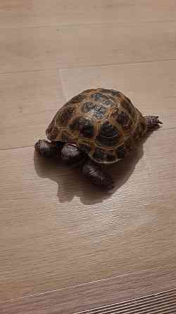 Продам черепаху среднеазиатскую Ekibastuz