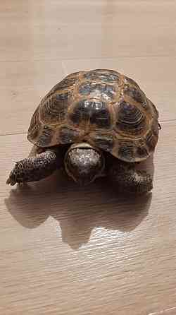 Продам черепаху среднеазиатскую  Екібастұз