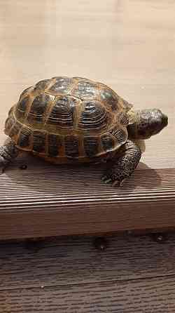 Продам черепаху среднеазиатскую Экибастуз