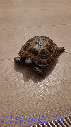 Продам черепаху среднеазиатскую Экибастуз - изображение 3