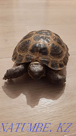 Продам черепаху среднеазиатскую Экибастуз - изображение 1