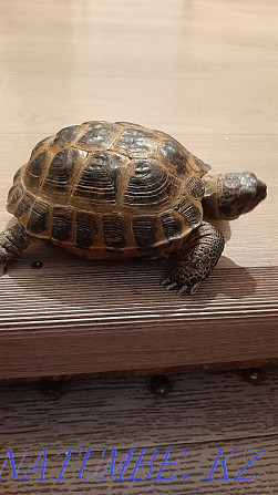 Продам черепаху среднеазиатскую Экибастуз - изображение 2