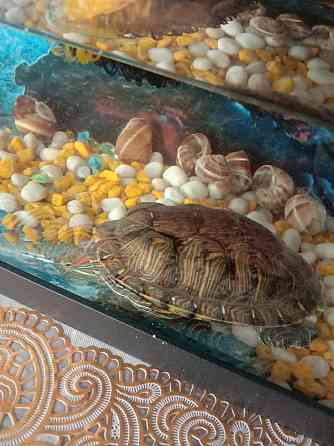 Продам красноухую черепаху  Ақсу 