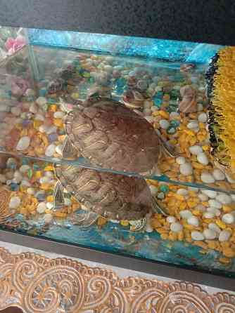 Продам красноухую черепаху  Ақсу 